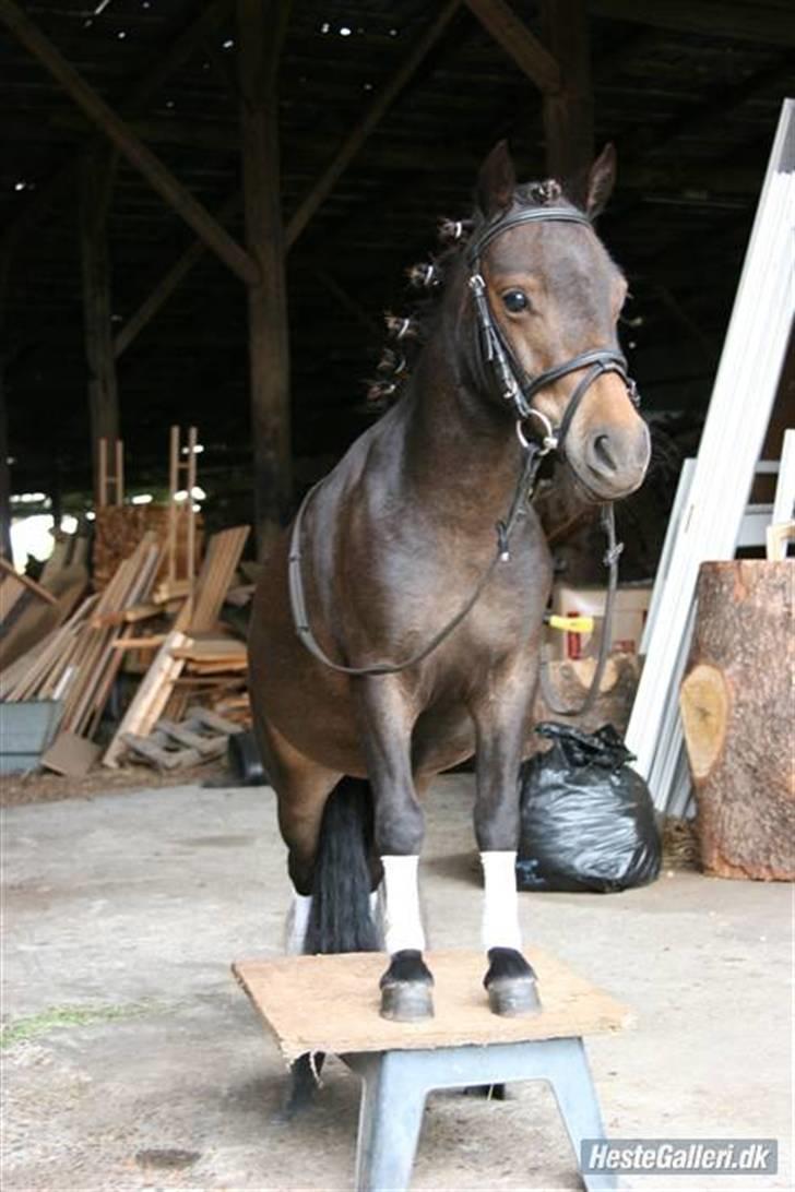 Shetlænder Max - se lige hvor fin jeg er :D billede 20