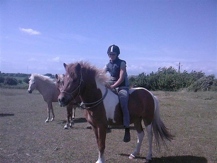 Islænder Logi fra Hårbølle solgt  - #3. Logi og Gry på mark bare i sonegrime  billede 3