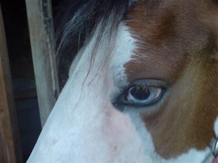 Anden særlig race Diamond (Blue Dream's)<3 billede 12