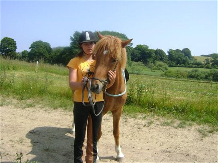 Islænder Logi fra Hårbølle solgt  - #5. Gry og Logi  billede 4