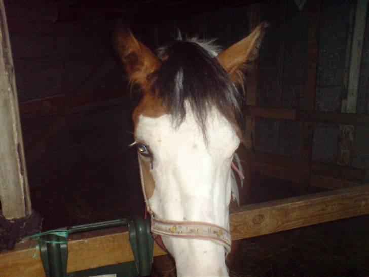 Anden særlig race Diamond (Blue Dream's)<3 billede 14