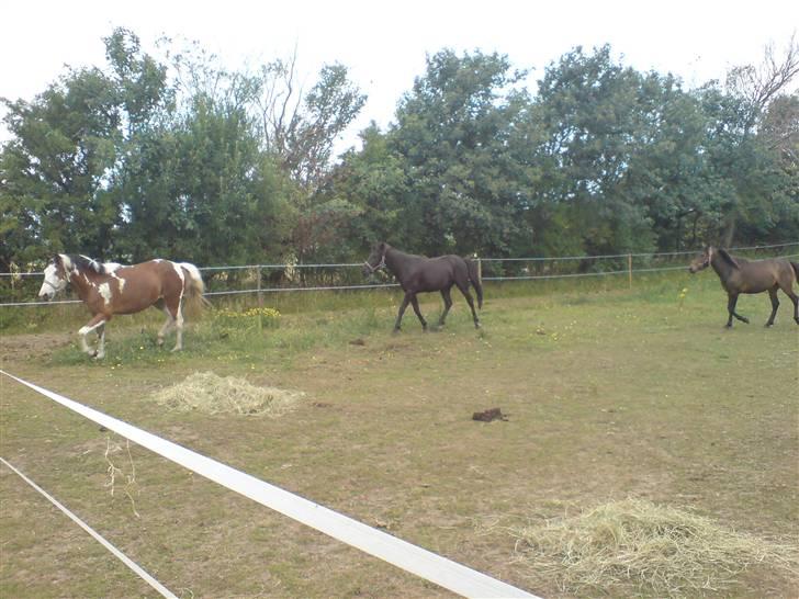 Anden særlig race Diamond (Blue Dream's)<3 billede 17