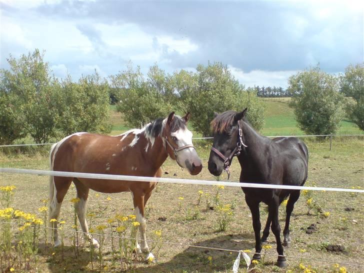 Anden særlig race Diamond (Blue Dream's)<3 billede 19