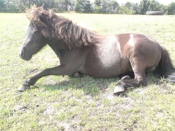 Shetlænder Ronja billede 15