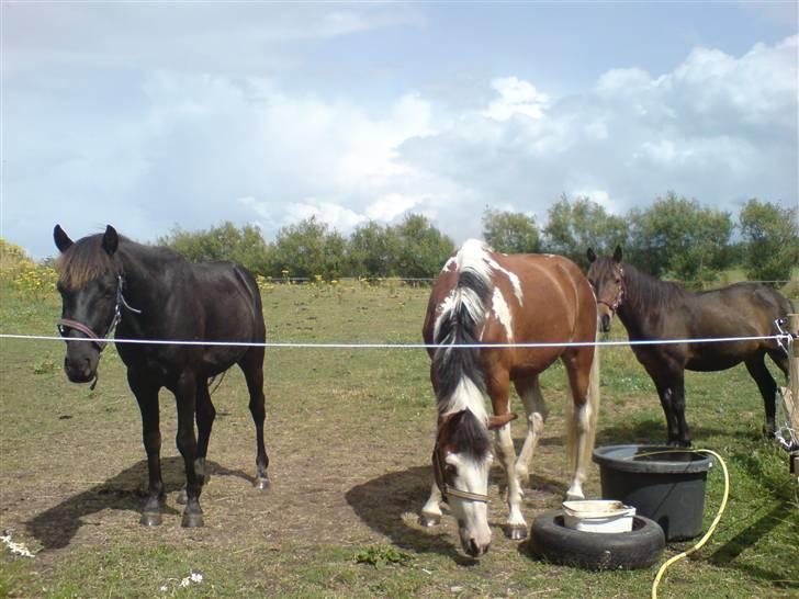 New Forest gucci " SOLGT " billede 13