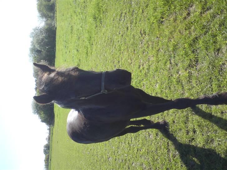 Frieser Caroline billede 6