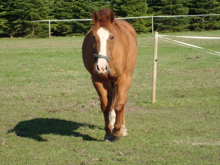 Anden særlig race Ponto *R.I.P* - Ponto :-) .. foto: mathilde Simonsen billede 13