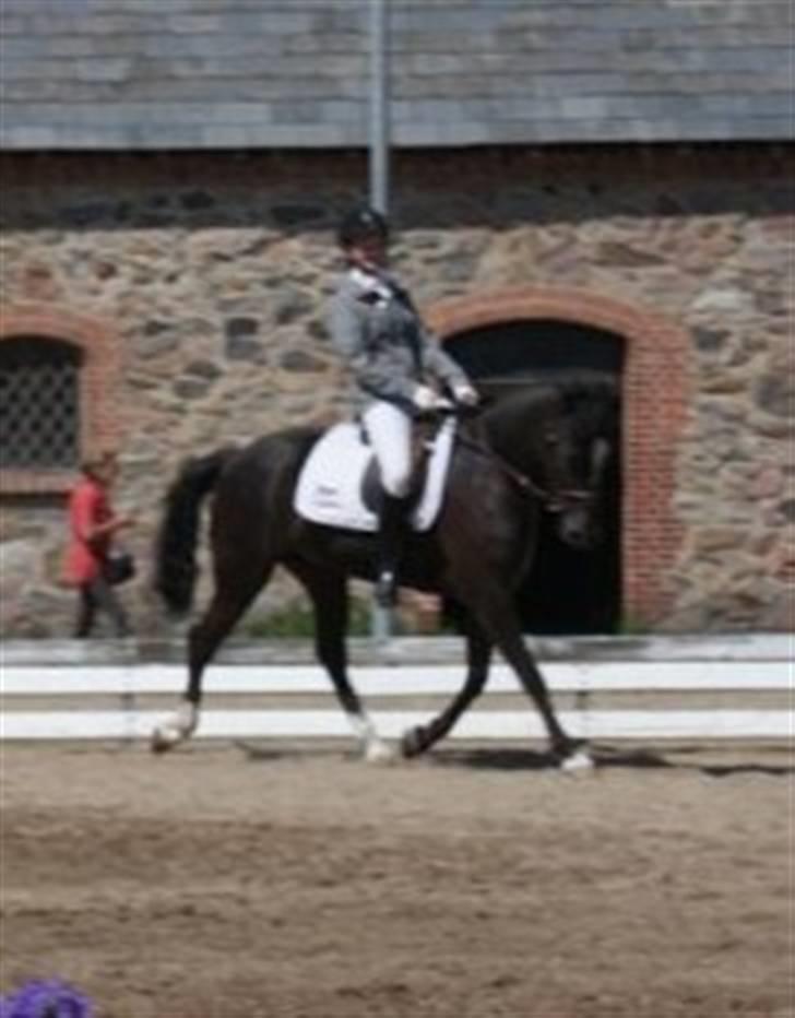 Anden særlig race Baldur (B-pony) SOLGT :'( - Kvadrille på Vilhelmsborg - oblikatorisk program billede 9