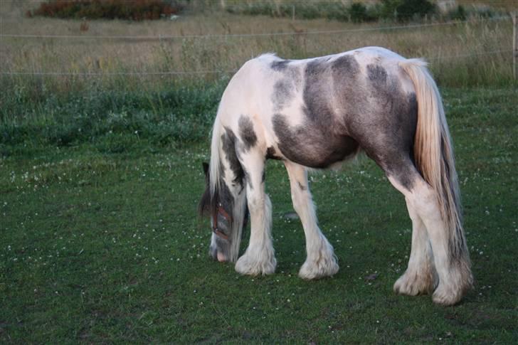 Irish Cob Banjas Otto -Hingst - Juli 2009 billede 17