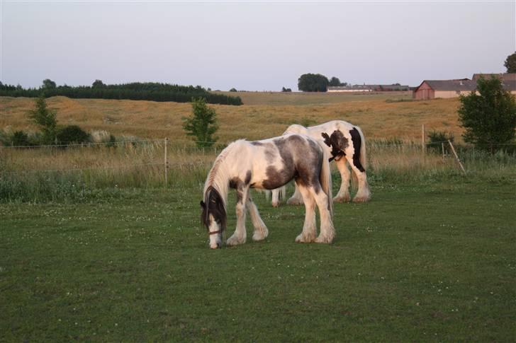 Irish Cob Banjas Otto -Hingst - Juli 2009 billede 18