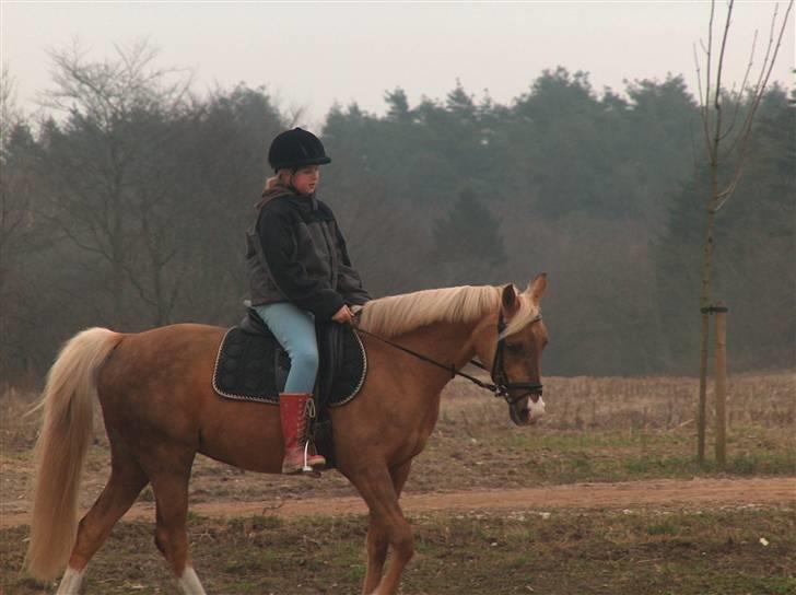 Tysk Sportspony Goldy - mig og goldy rider dressur har næsten lige fået hende<33 billede 1