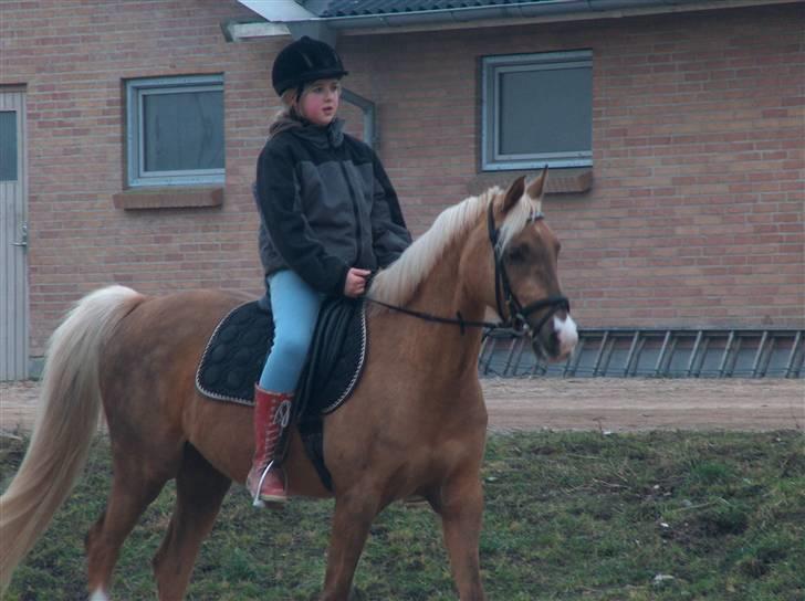 Tysk Sportspony Goldy - Min smukke prinsesse<33 billede 2
