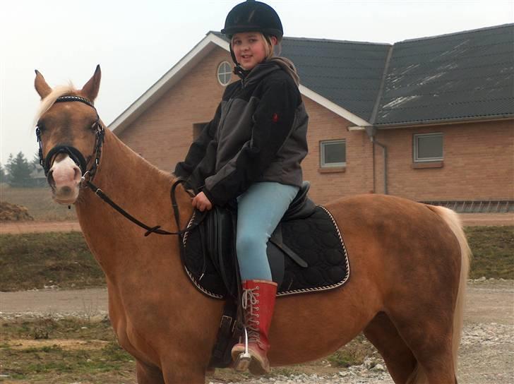 Tysk Sportspony Goldy - Det er bare mor hehe billede 3