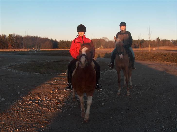 Tysk Sportspony Goldy - line&sweety mig&goldy billede 4