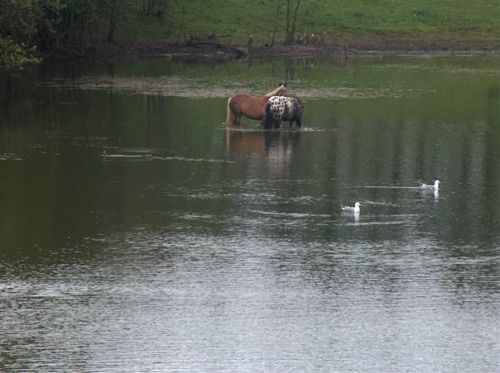 Tysk Sportspony Goldy - Min dejlige vand hest og hendes veninde<33 billede 5