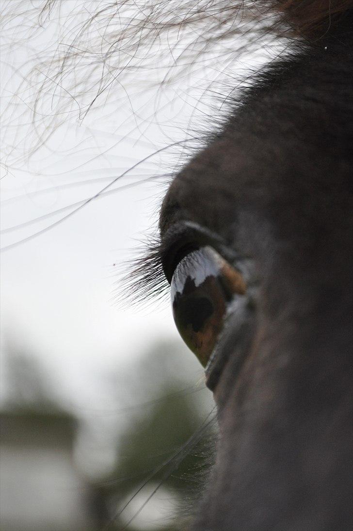 Shetlænder Speedy - 1) Velkommen til frække Speedy´s profil c8 (foto: Schmatz Photography) billede 1
