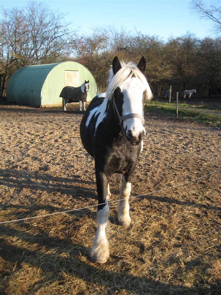Barockpinto Big Ben R.I.P - Han er da bare for kær :D jeg elsker ham bare :D billede 2