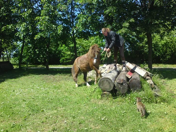 Anden særlig race Piet ** PART** billede 16