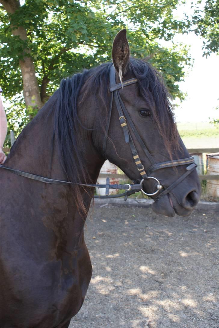 Frieser Griet A *RIP* billede 1