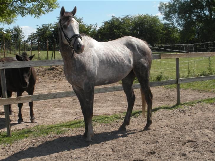 Fuldblod (XX) Warrior billede 15