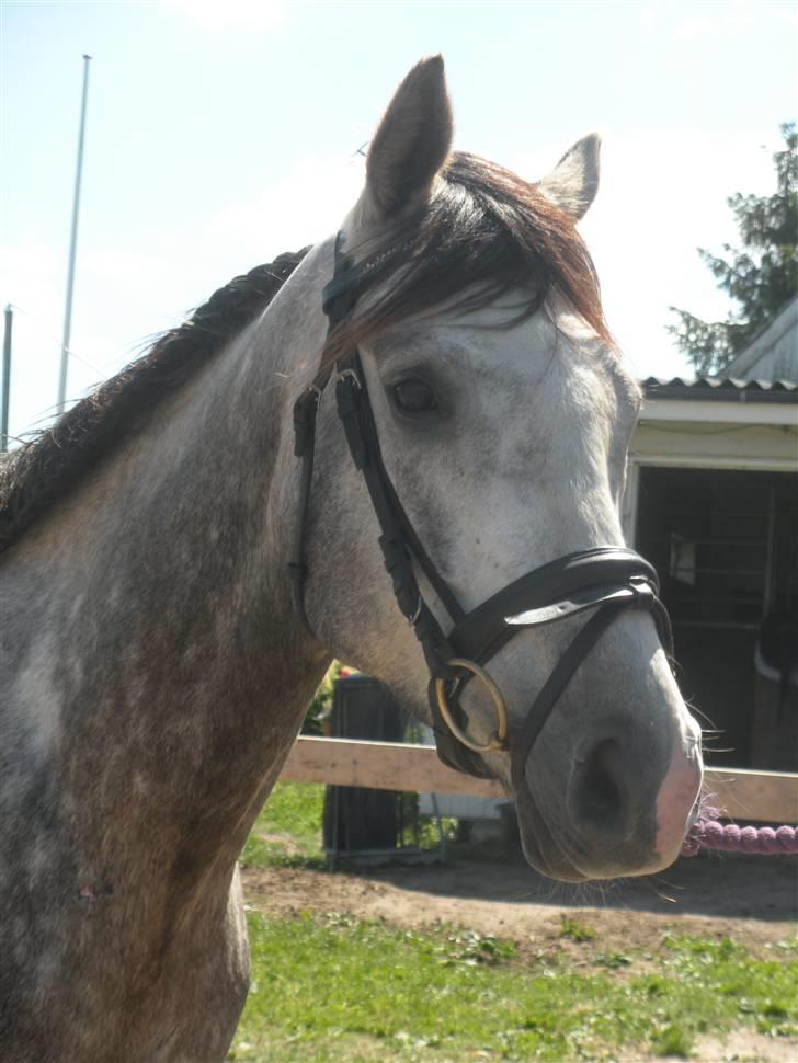 Fuldblod (XX) Warrior billede 16