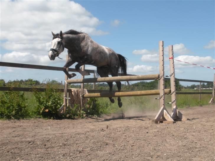 Fuldblod (XX) Warrior billede 17