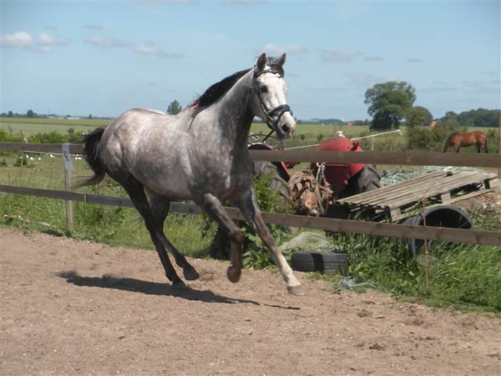 Fuldblod (XX) Warrior billede 18