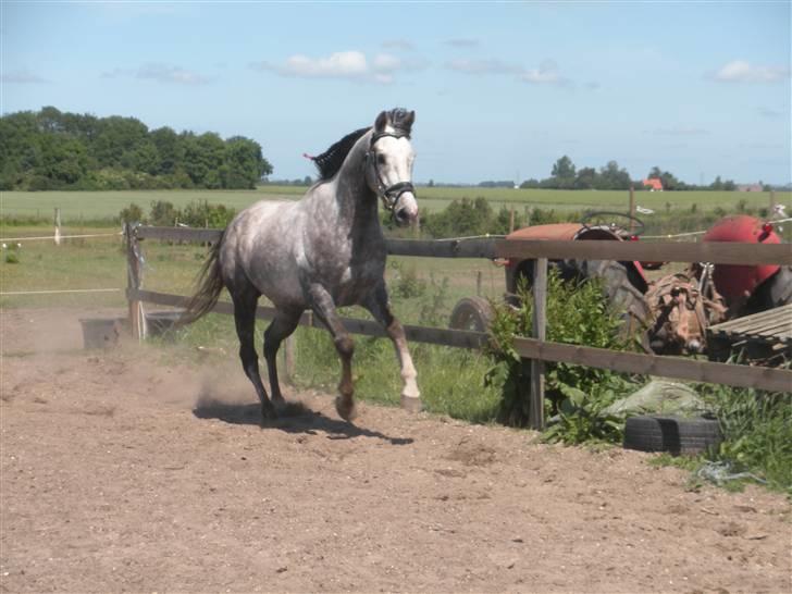 Fuldblod (XX) Warrior billede 19