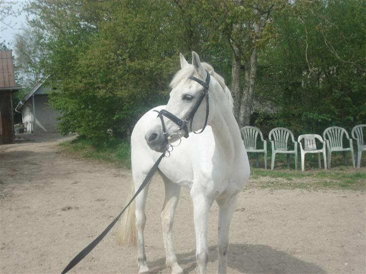 Anden særlig race Awanca  billede 2