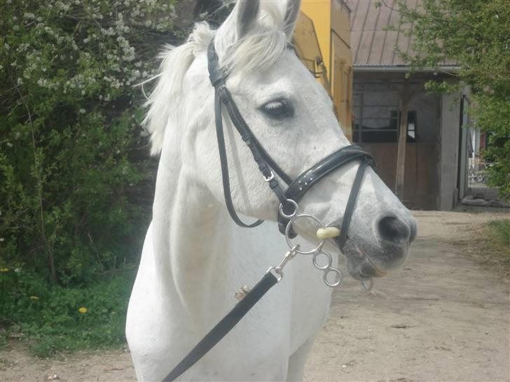 Anden særlig race Awanca  billede 3