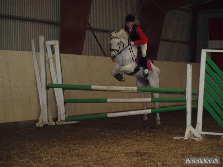 Anden særlig race Awanca  billede 4