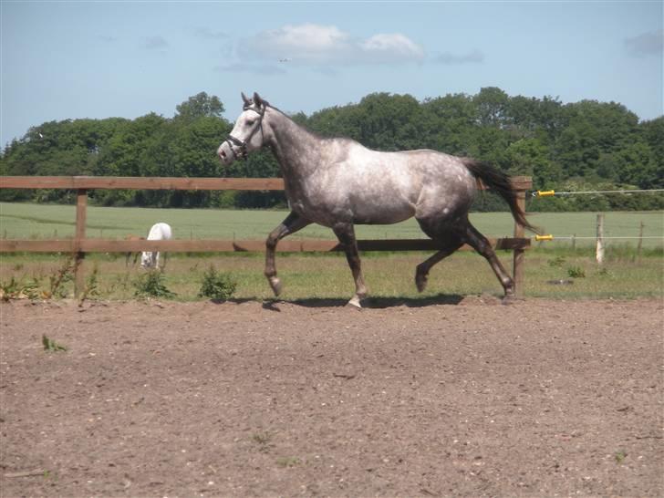 Fuldblod (XX) Warrior billede 20