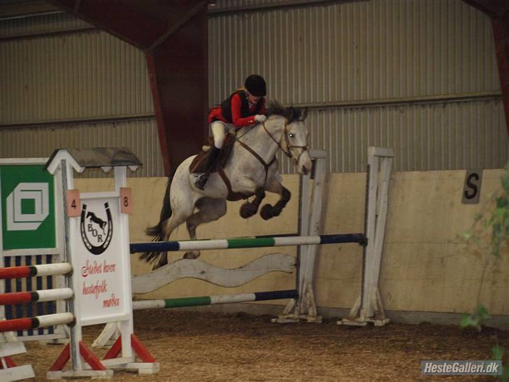 Anden særlig race Irish Spot billede 10