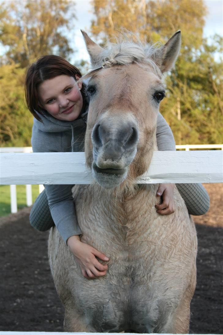 Fjordhest | Ellegaards Tjørn - katja-foto billede 15