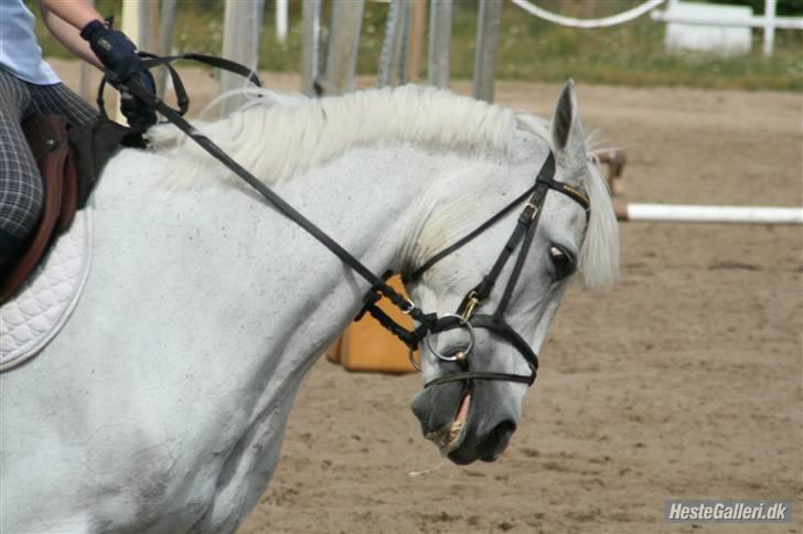 Connemara Wilhelmina Z*STJERNEPONY* - Jeg er utrolig uartig fordi jeg rider med bid:D:D muhahaha xD billede 13