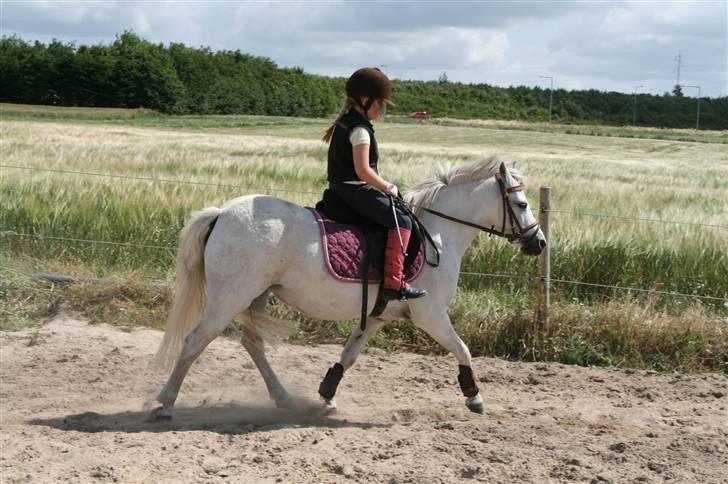 Anden særlig race - Mille Magic - trav.. billede 7