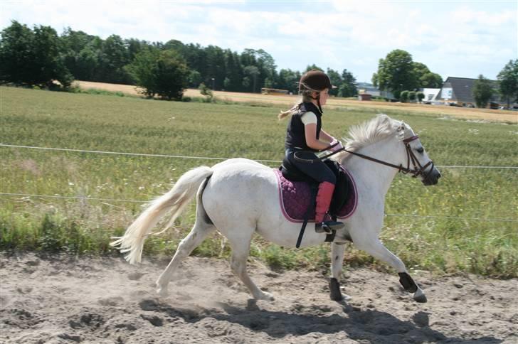 Anden særlig race - Mille Magic - galop.. billede 9