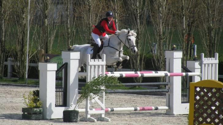 Connemara Wilhelmina Z*STJERNEPONY* - 125cm Moorsele billede 17