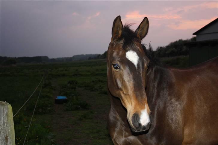 Dansk Varmblod Riche - Smukke Riche, en sen sommeraften billede 1