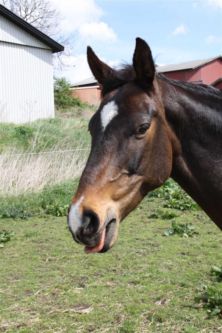 Dansk Varmblod Riche billede 2