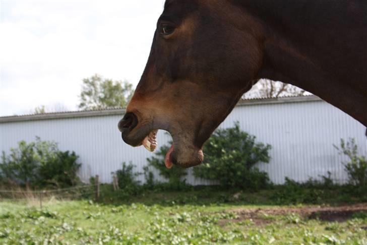 Dansk Varmblod Riche - Gaab. billede 3