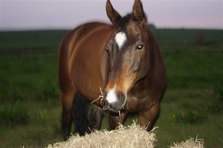 Dansk Varmblod Riche billede 4