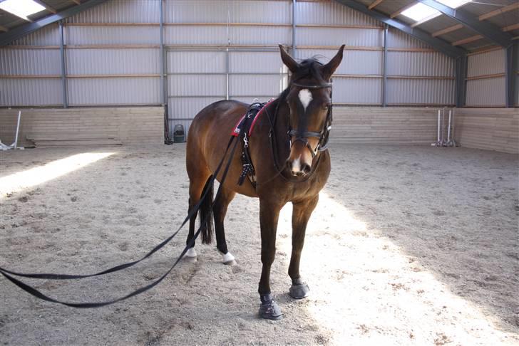 Dansk Varmblod Riche billede 5