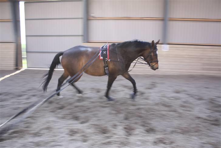 Dansk Varmblod Riche billede 6