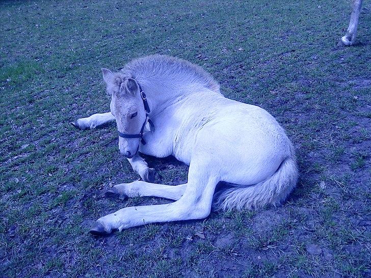 Fjordhest Perle Fjordvang - en ener' - * .elsker dig billede 6