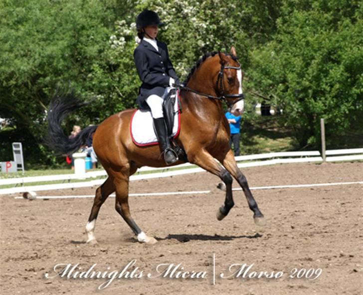 Anden særlig race Midnights Micra - Anspring, springer MEGET til :D Morsø billede 12