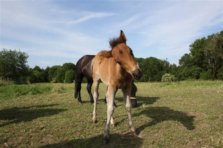 Dartmoor SOLGT - Bergholdt´s Abby  billede 1