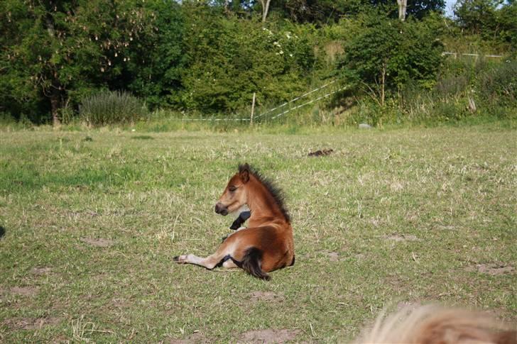 Dartmoor SOLGT - Bergholdt´s Abby  billede 2