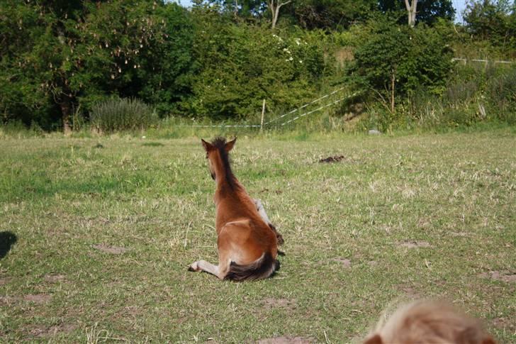 Dartmoor SOLGT - Bergholdt´s Abby  billede 3