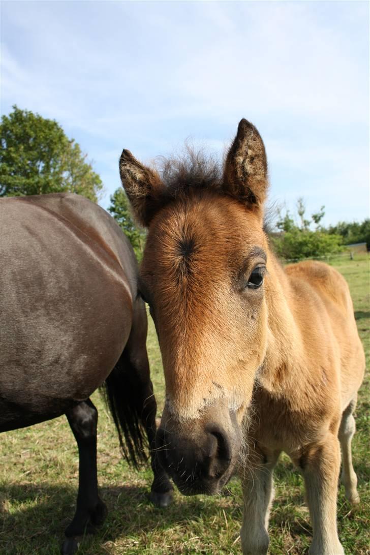 Dartmoor SOLGT - Bergholdt´s Abby  billede 4